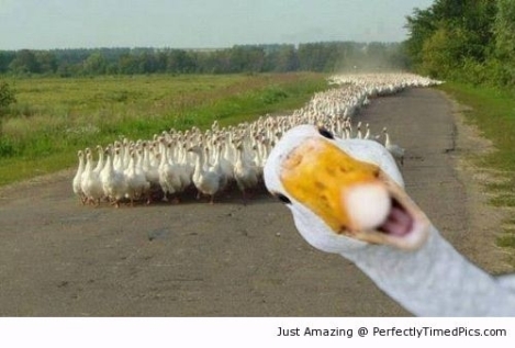 Duck-photobombs-his-friends-resizecrop--