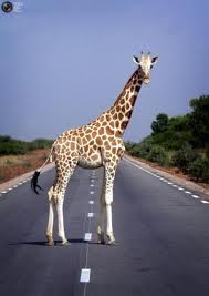 giraffe road