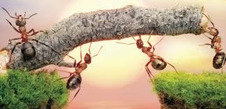 ants stick
