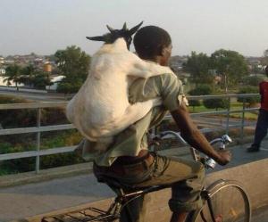 goat bike