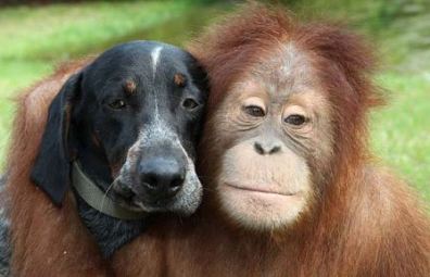 orangutan dog