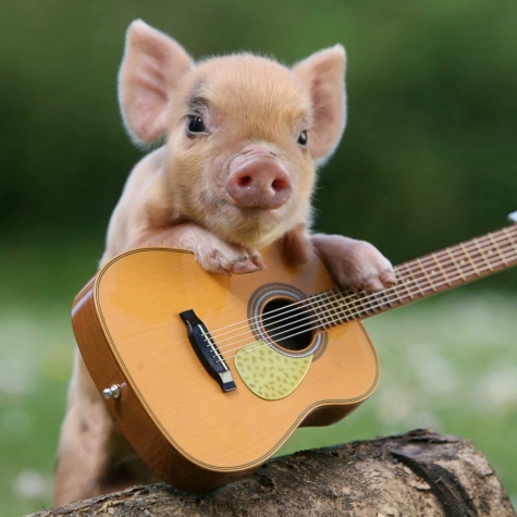 pig guitar.jpg